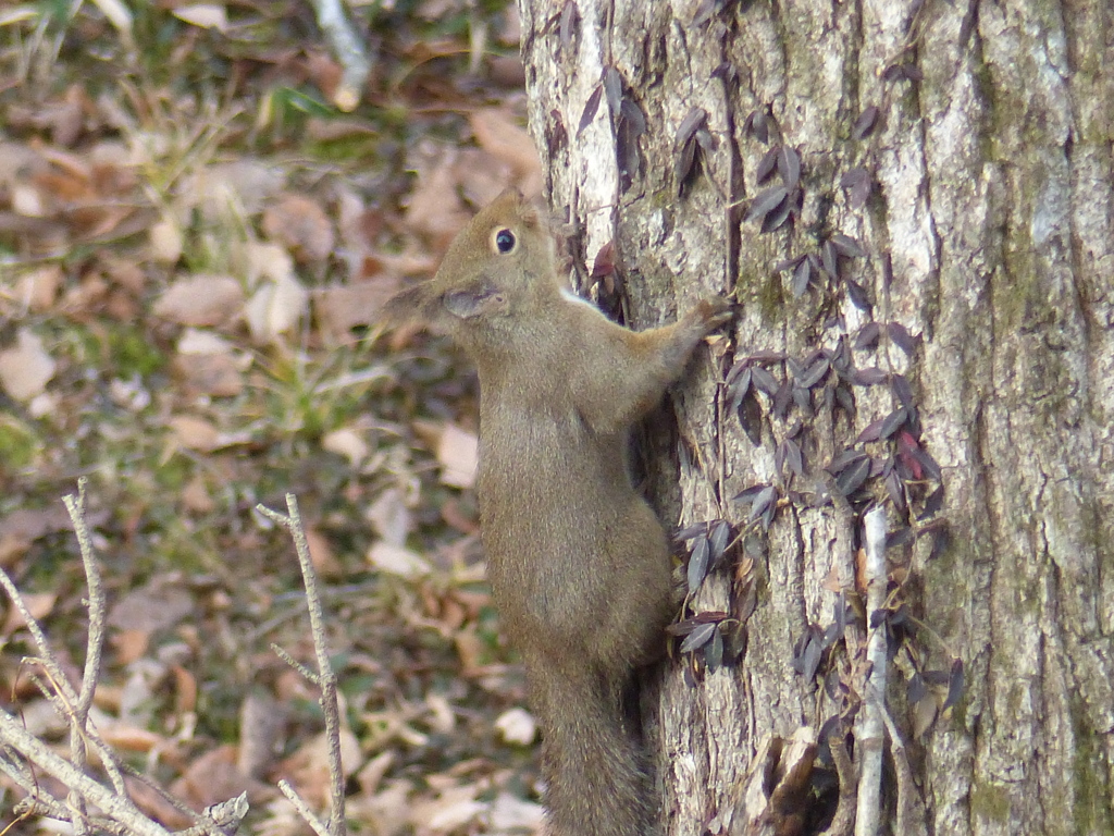 冬の里山で9(リス4)