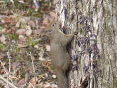 冬の里山で9(リス4)