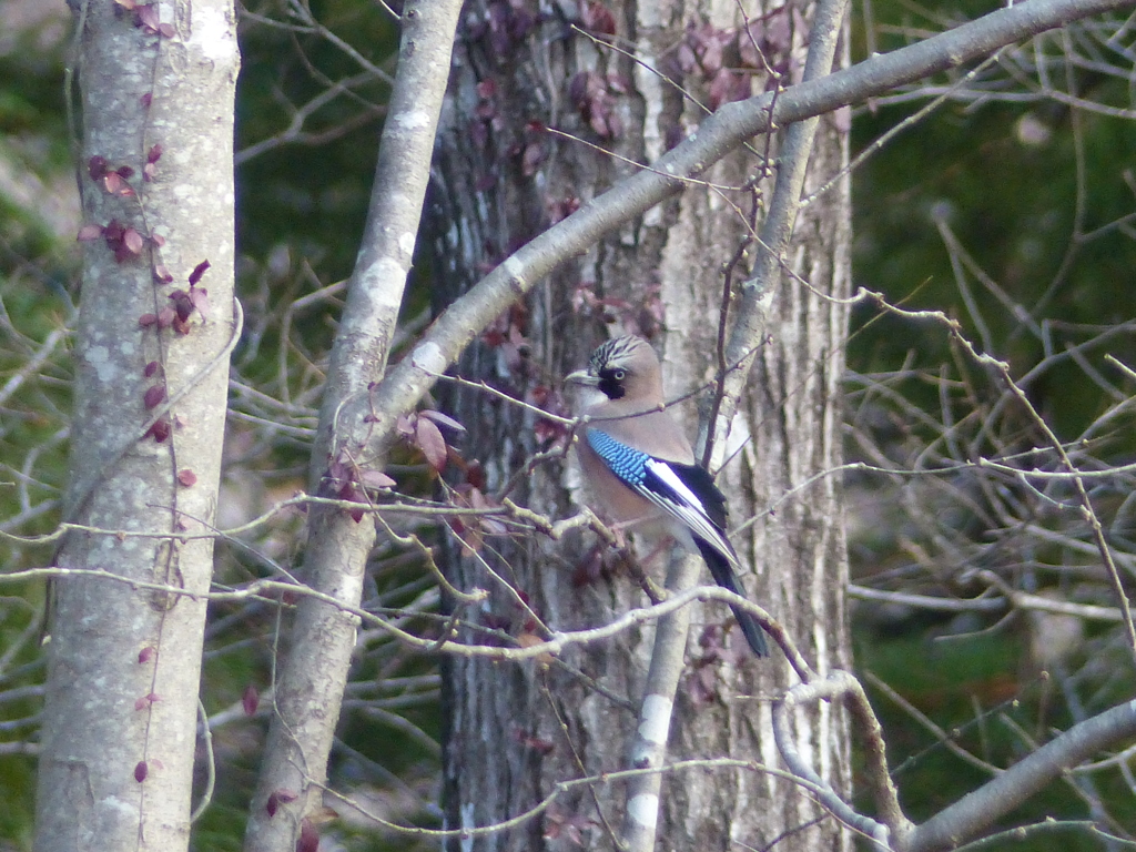 冬の里山で4(カケス)