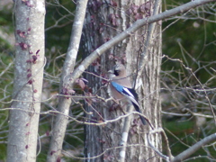 冬の里山で4(カケス)