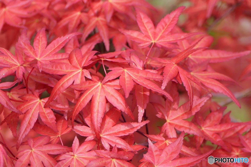 春紅葉