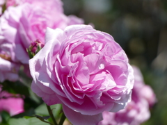 春の花17(バラ7)