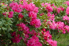 石楠花 