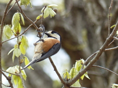 春の里山の小鳥たち　