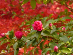 紅葉と山茶花