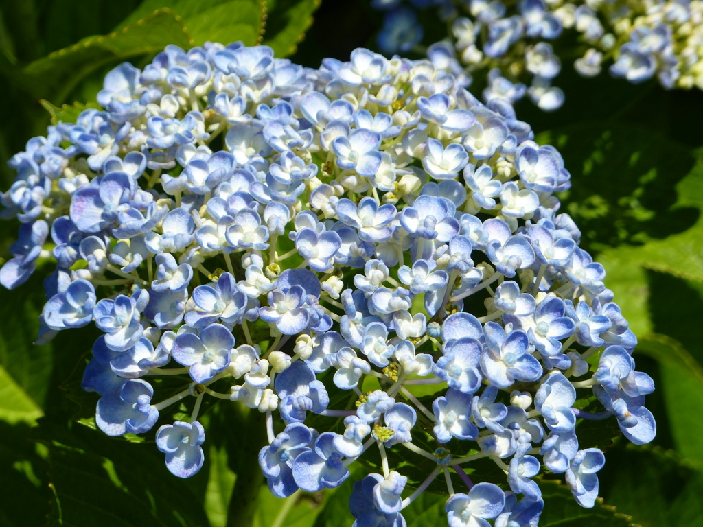 夏の花4(紫陽花1)