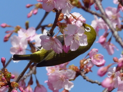 春3(河津桜とメジロ3)