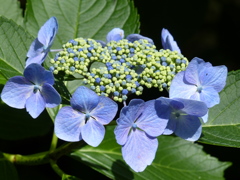 紫陽花