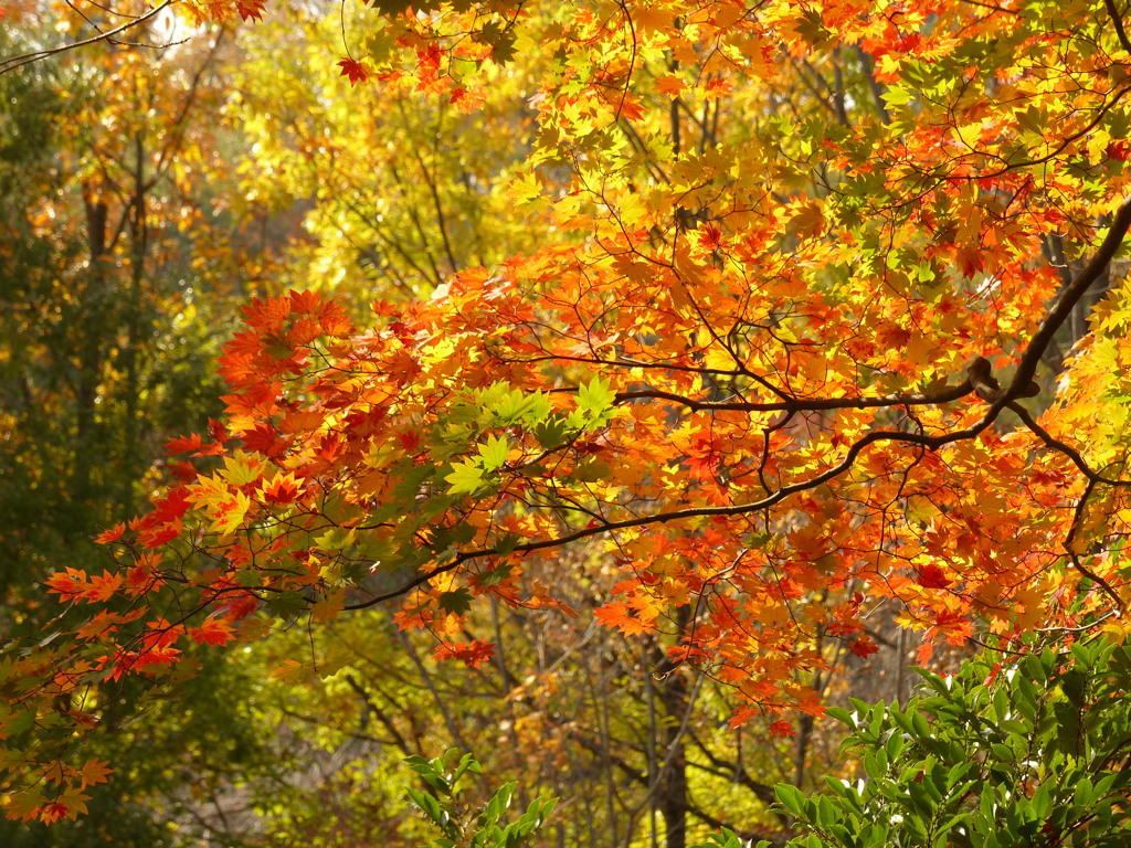 紅葉