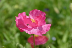 花畑で