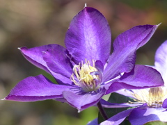 春の花