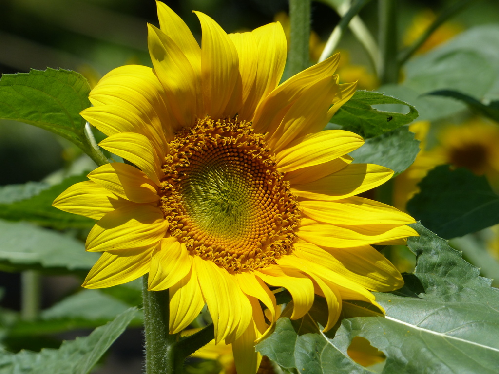 夏の花2(向日葵)