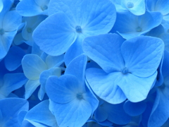 紫陽花