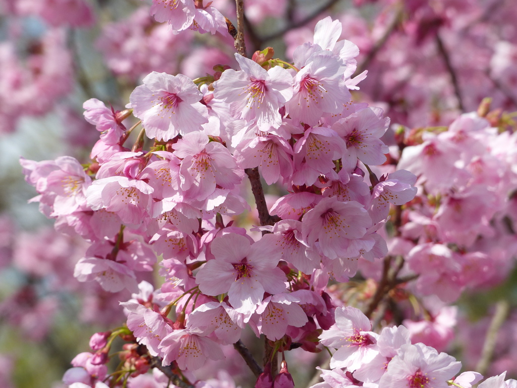 春の花5(桜5)    