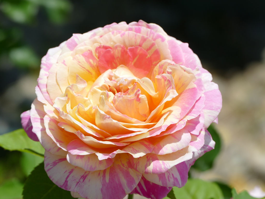 春の花14(バラ4)