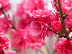 花もも