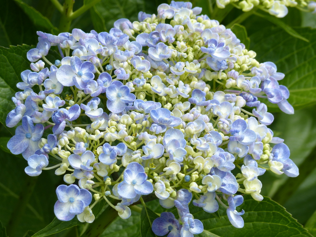 初夏の花2(アジサイ)