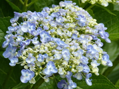 初夏の花2(アジサイ)