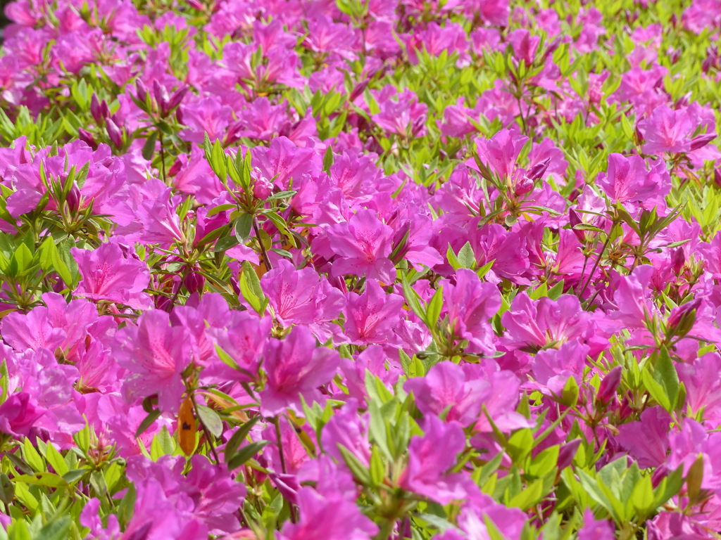春の花10(ツツジ)