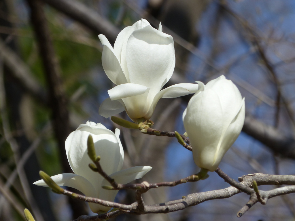 春の花