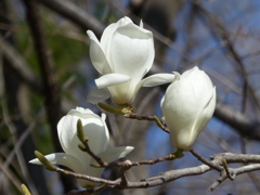春の花