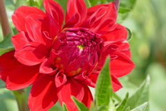 夏の花壇で