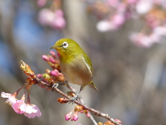 春5(河津桜とメジロ5)