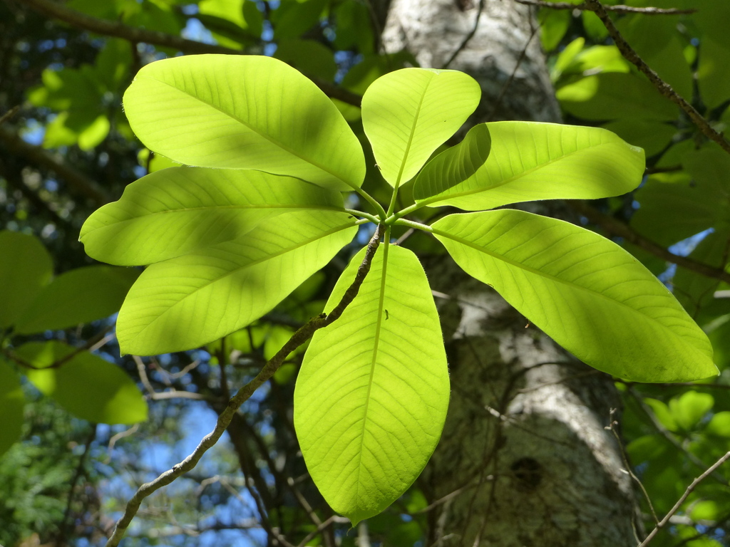 新緑の里山で3(朴ノ木2)