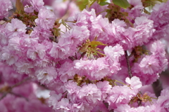 春の花(散歩の途中に)