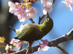春の里山で7(河津桜とメジロ7)