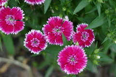 春の花畑で