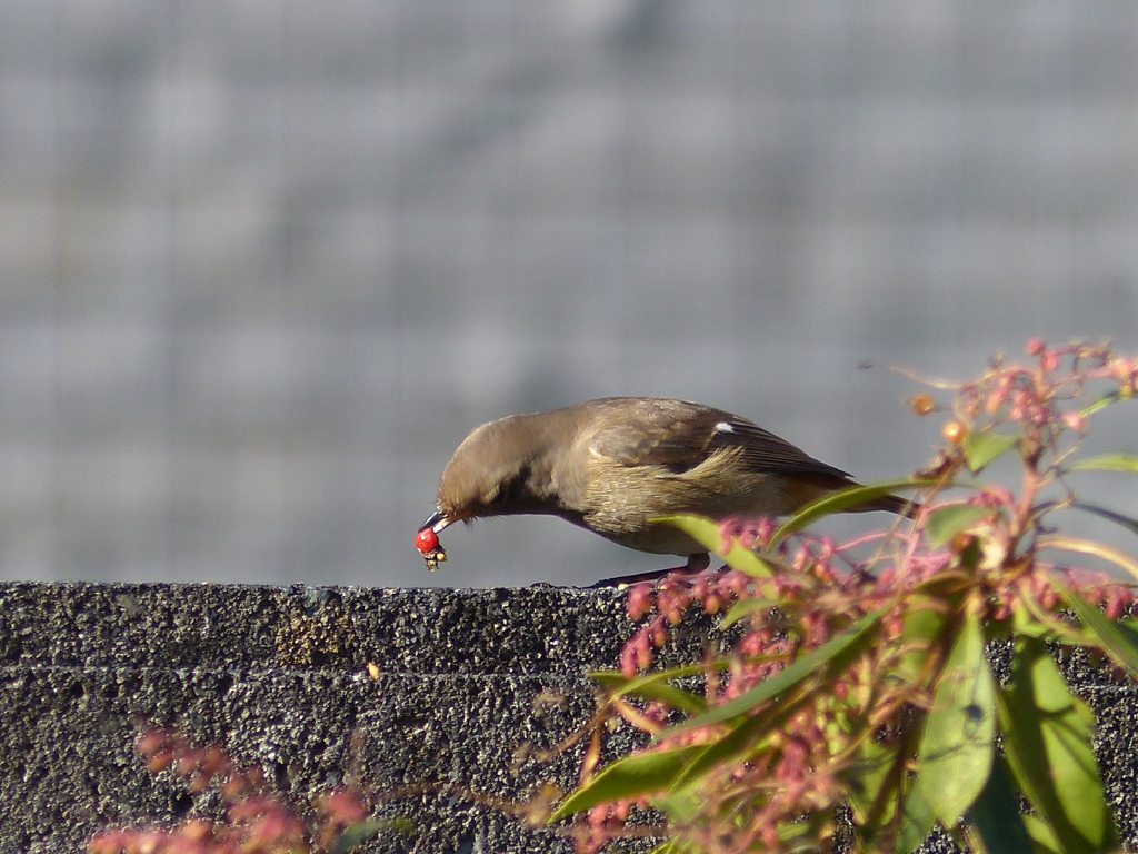冬の里山で10(ジョウビタキ)