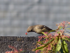 冬の里山で10(ジョウビタキ)