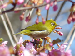 メジロ と桜