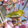 メジロ と桜