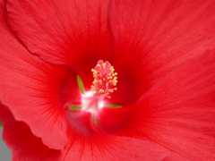 夏の花