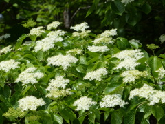 春25(里山の白い花) ガマズミ