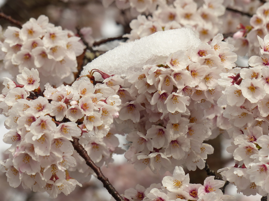 雪桜