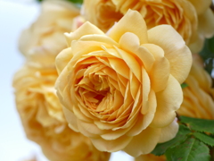 春の花9(バラ)