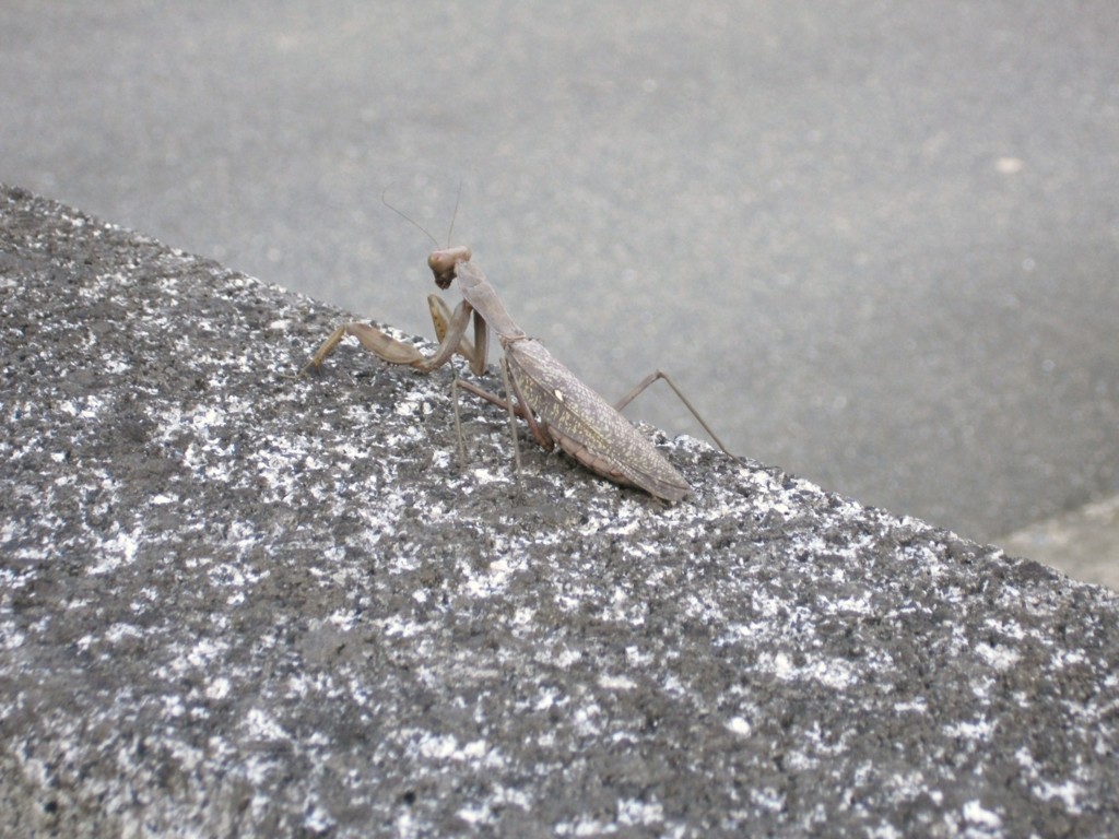 カマキリのカマちゃん