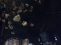 夜桜