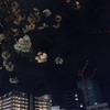 夜桜