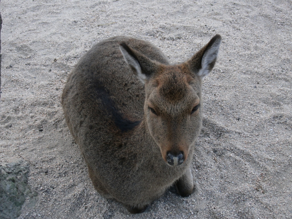しか。