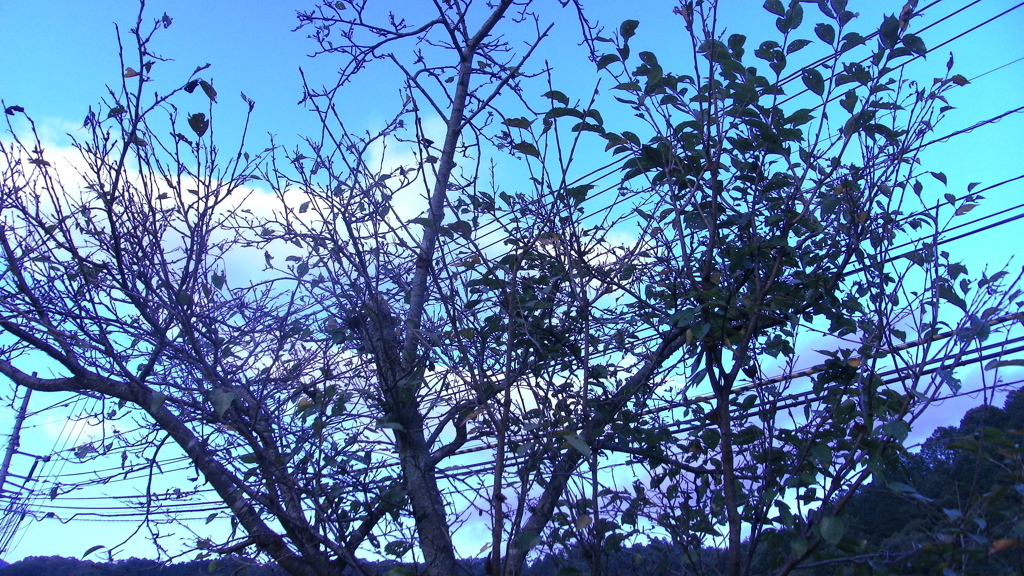 公園