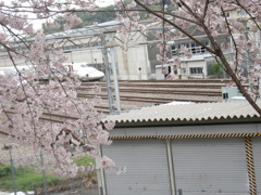 新幹線と桜