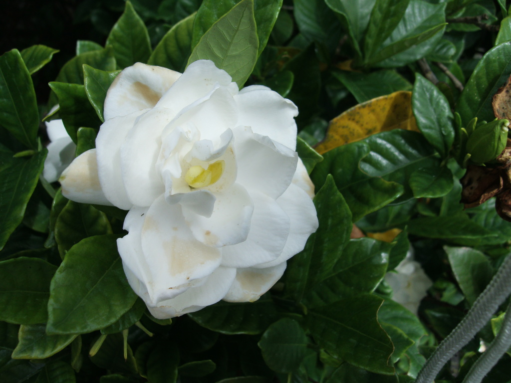 梔子の｢花｣