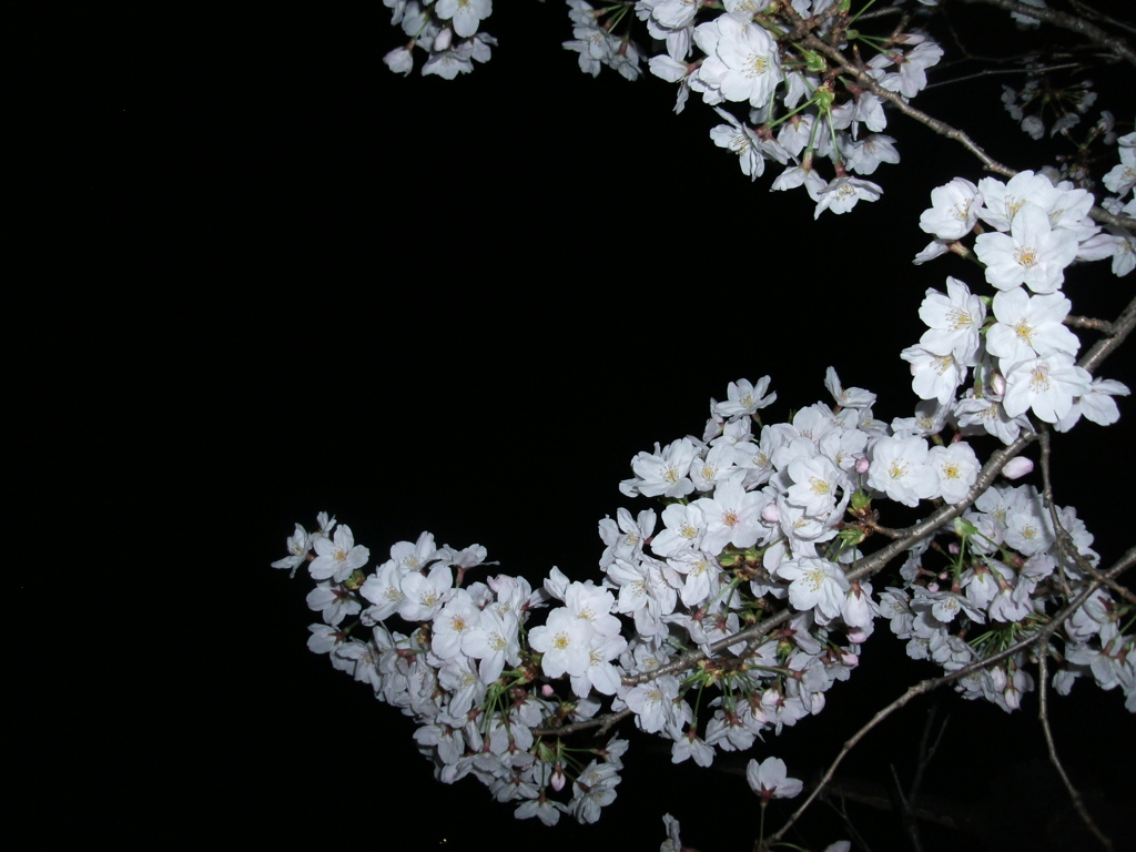 夜桜