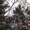ume