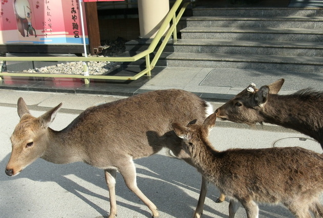 お母さんかな？