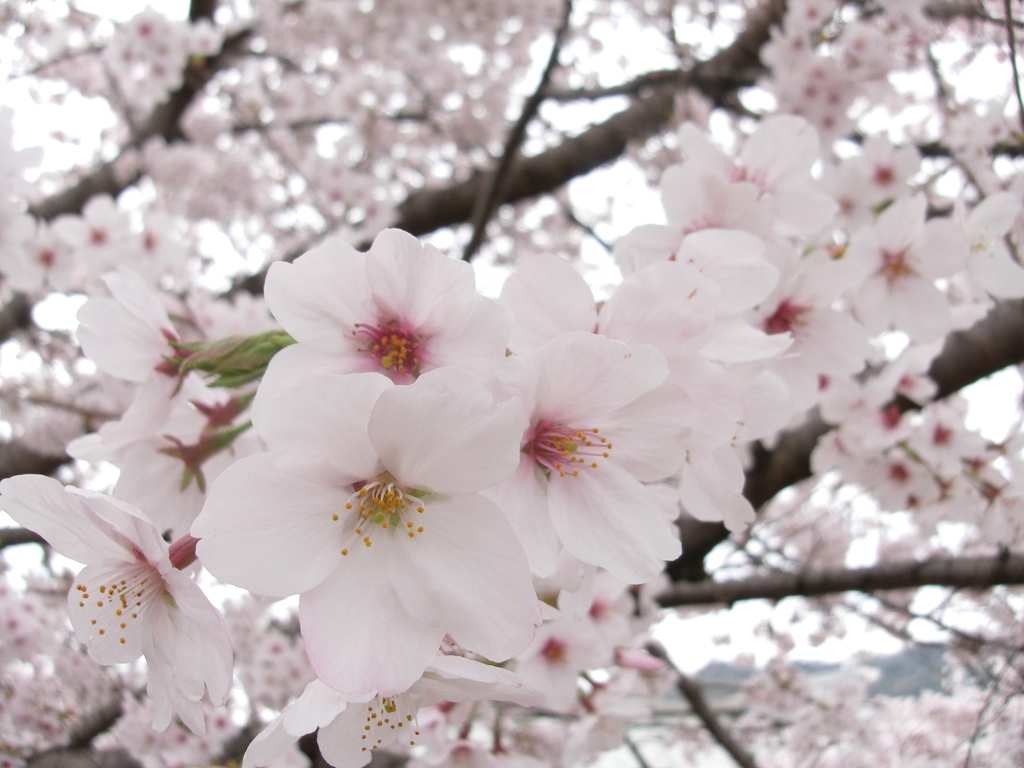 桜サク